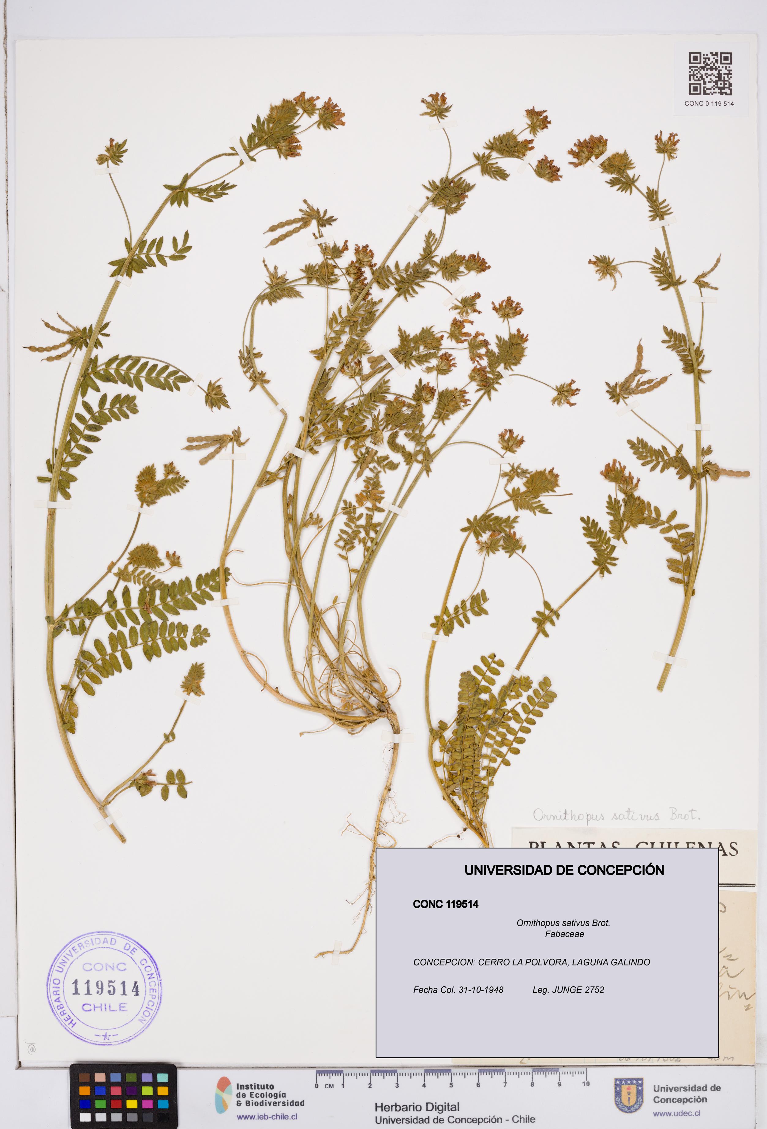 Ornithopus sativus [Espécimen: ]