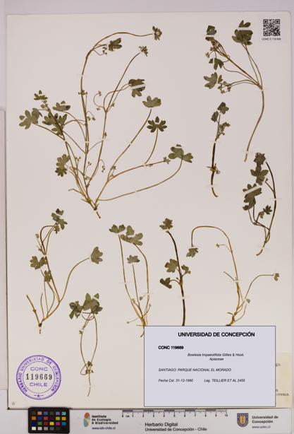 Bowlesia tropaeolifolia [Espécimen: UDEC:CONC:0119669]