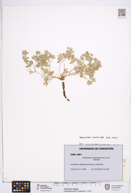 Homalocarpus bowlesioides [Espécimen: ]