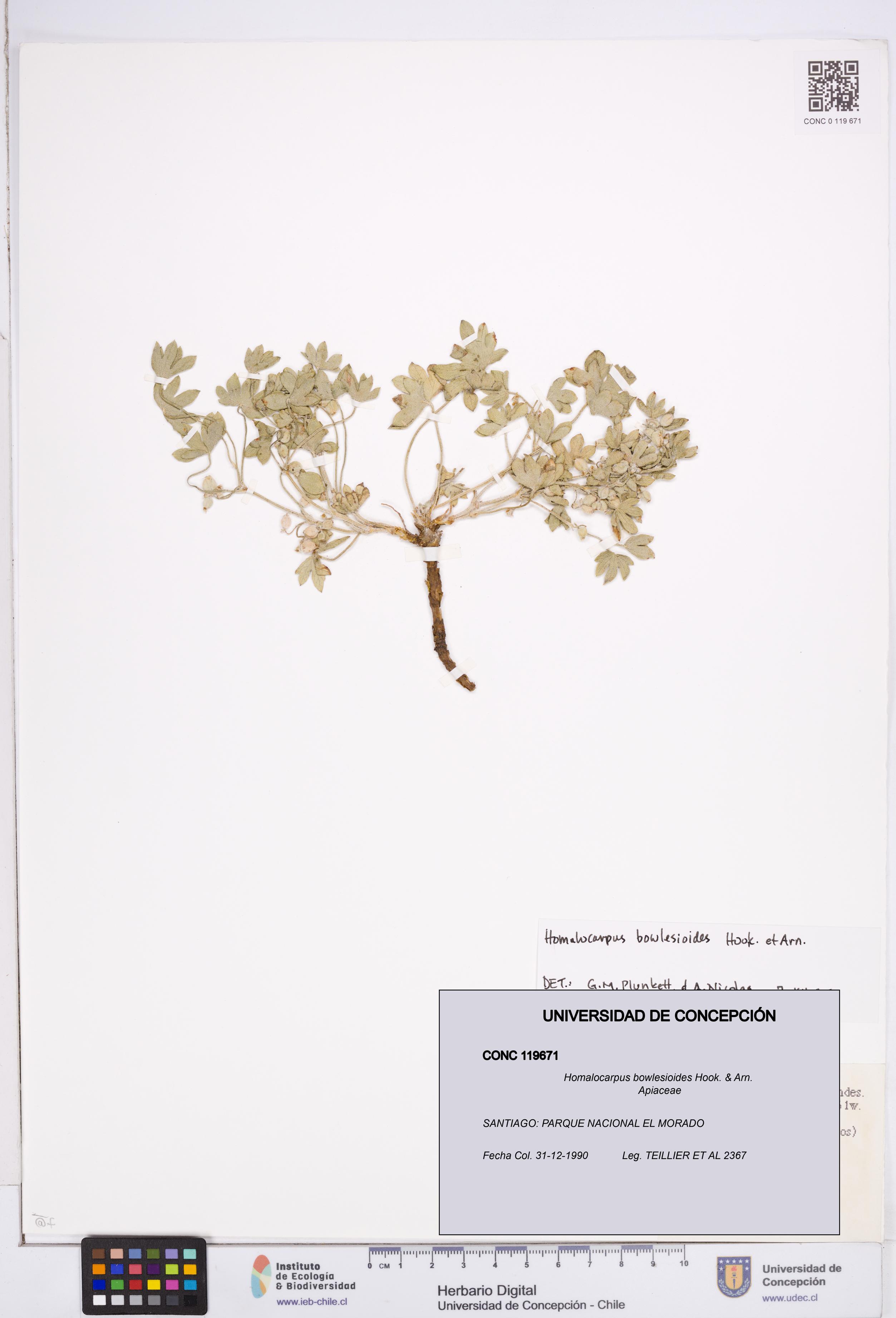 Homalocarpus bowlesioides [Espécimen: ]