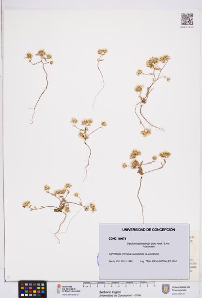 Triptilion capillatum [Espécimen: ]