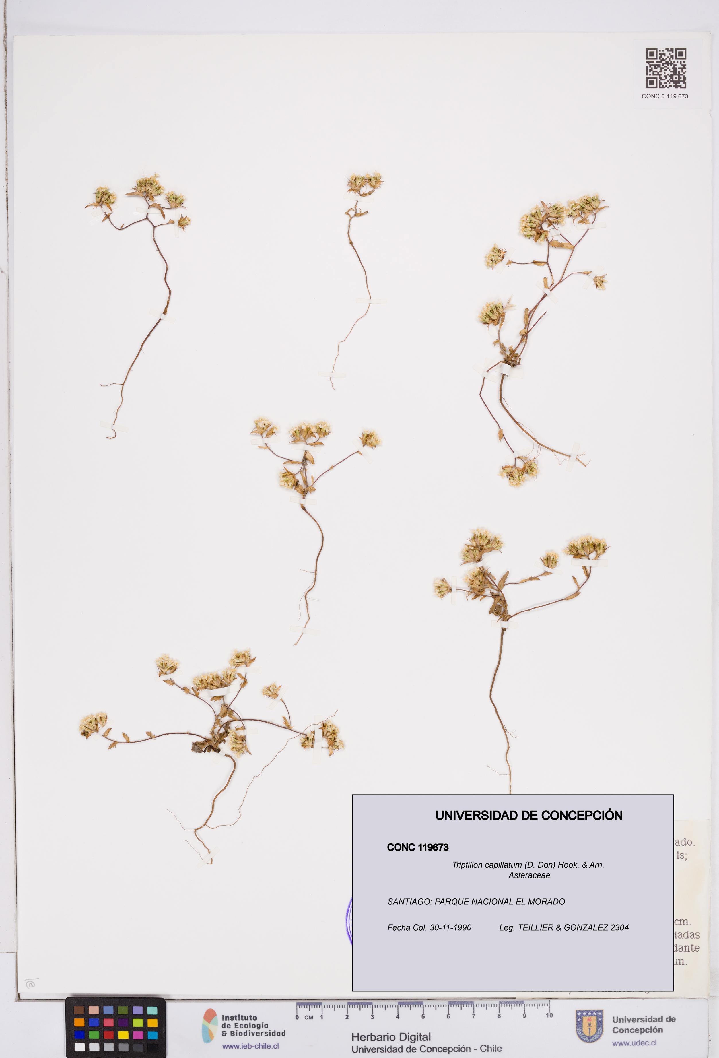 Triptilion capillatum [Espécimen: ]