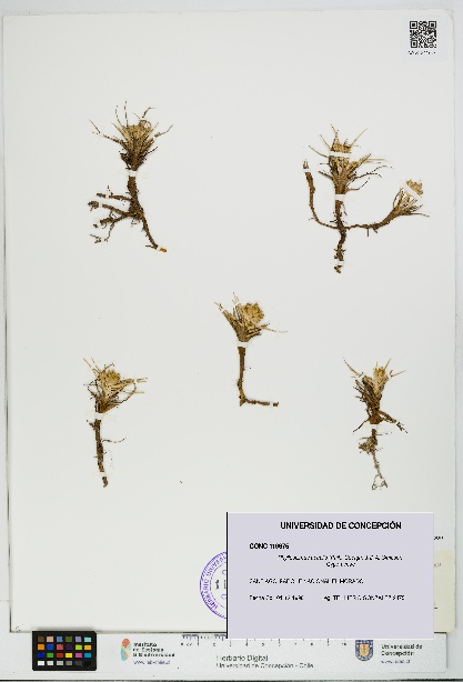Phylloscirpus acaulis [Espécimen: UDEC:CONC:0119675]