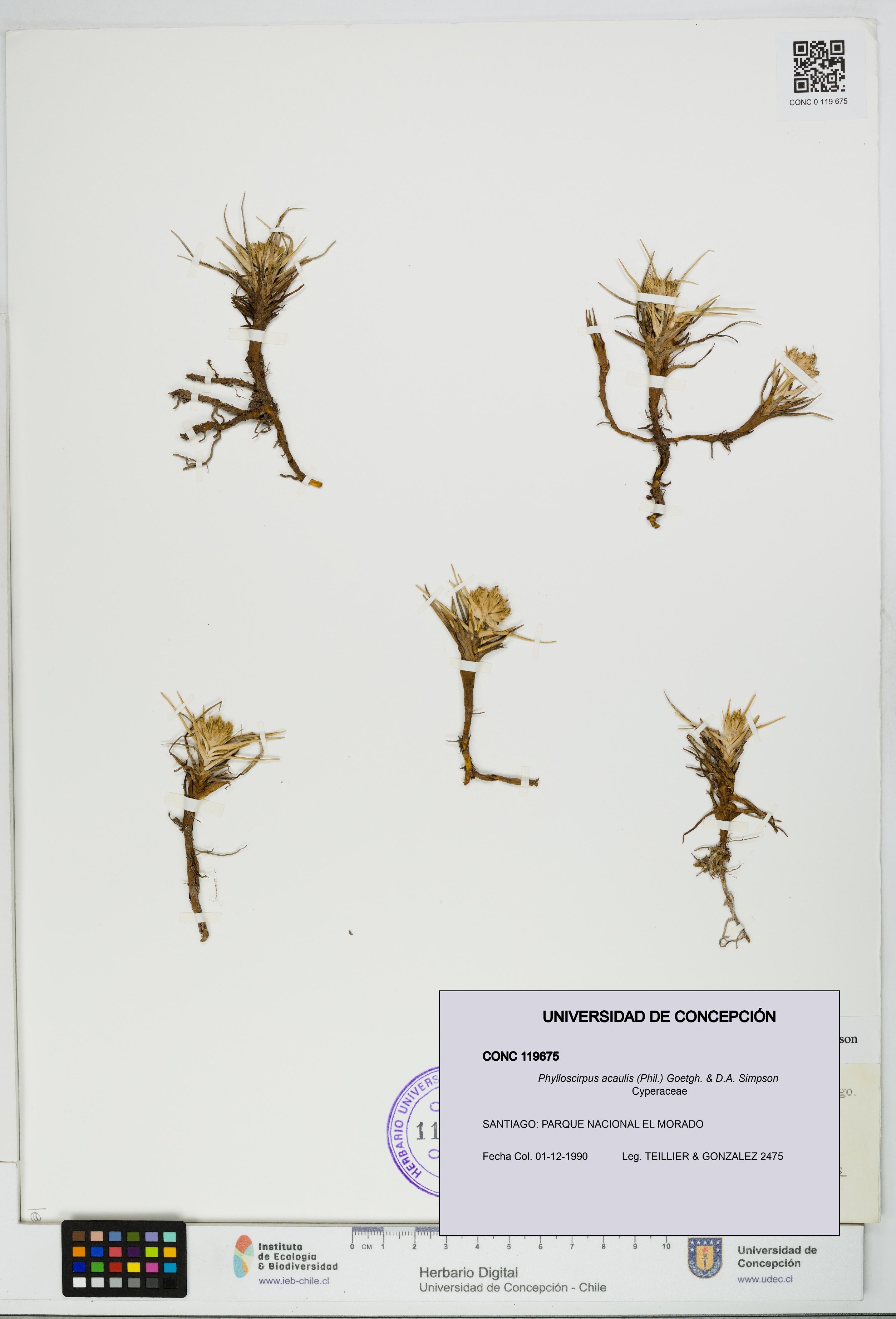 Phylloscirpus acaulis [Espécimen: UDEC:CONC:0119675]