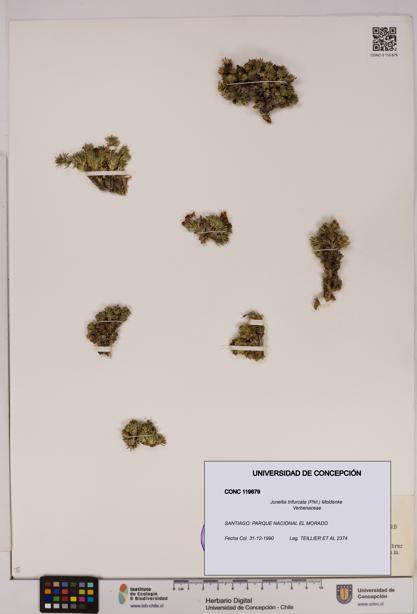 Junellia trifurcata [Espécimen: UDEC:CONC:0119679]