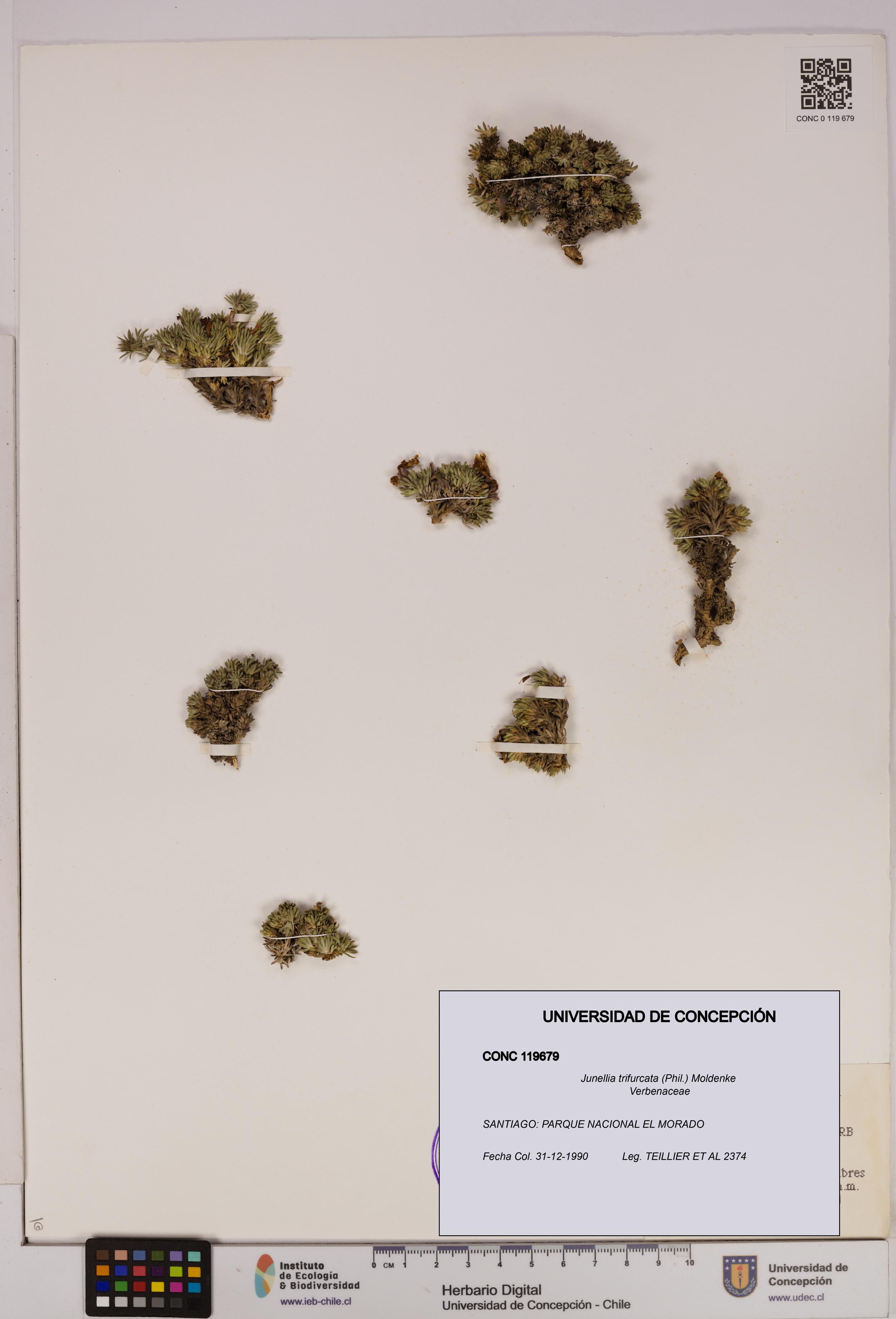 Junellia trifurcata [Espécimen: UDEC:CONC:0119679]