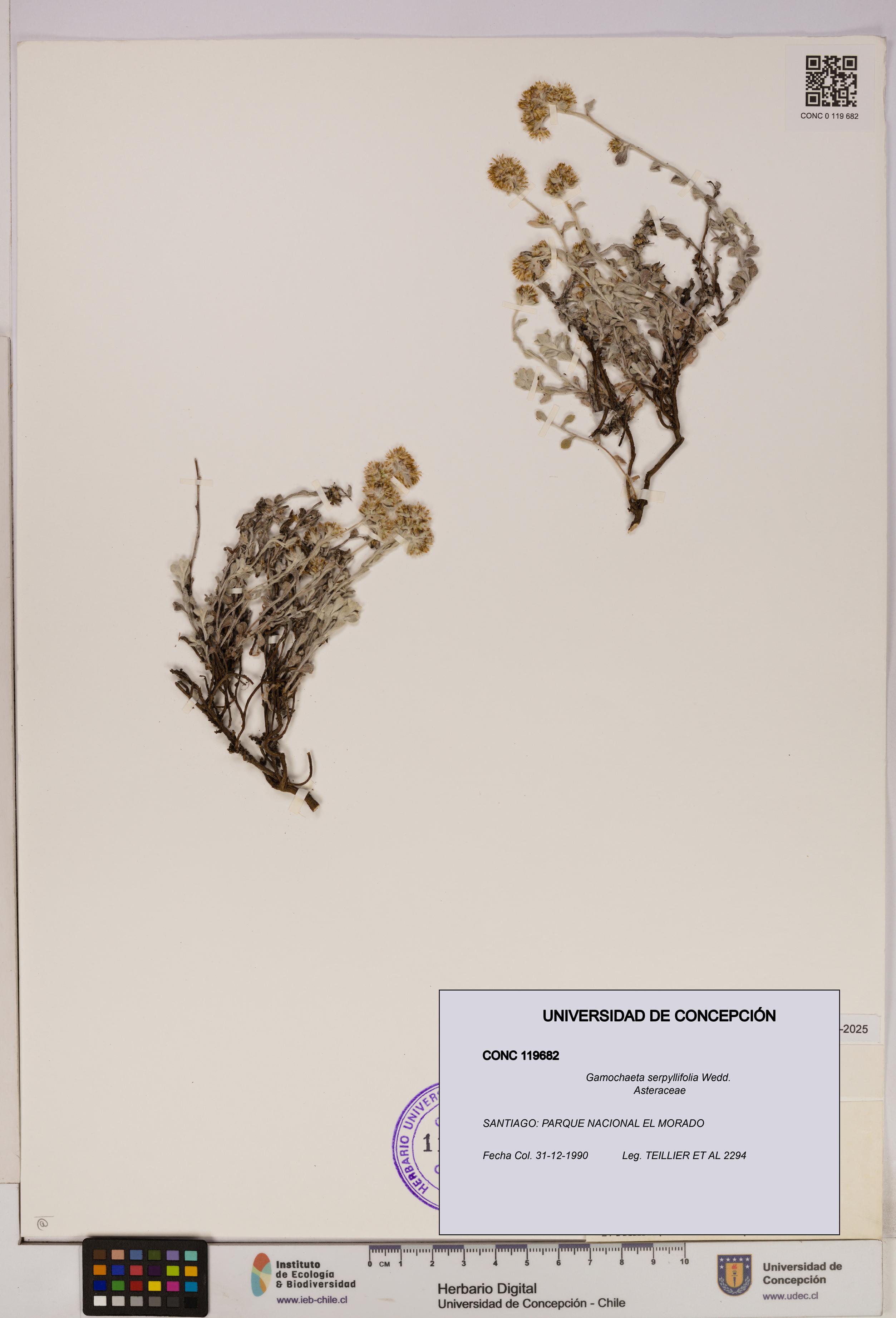Gamochaeta serpyllifolia [Espécimen: UDEC:CONC:0119682]