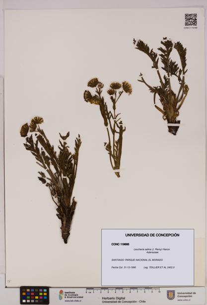 Leucheria salina [Espécimen: UDEC:CONC:0119685]