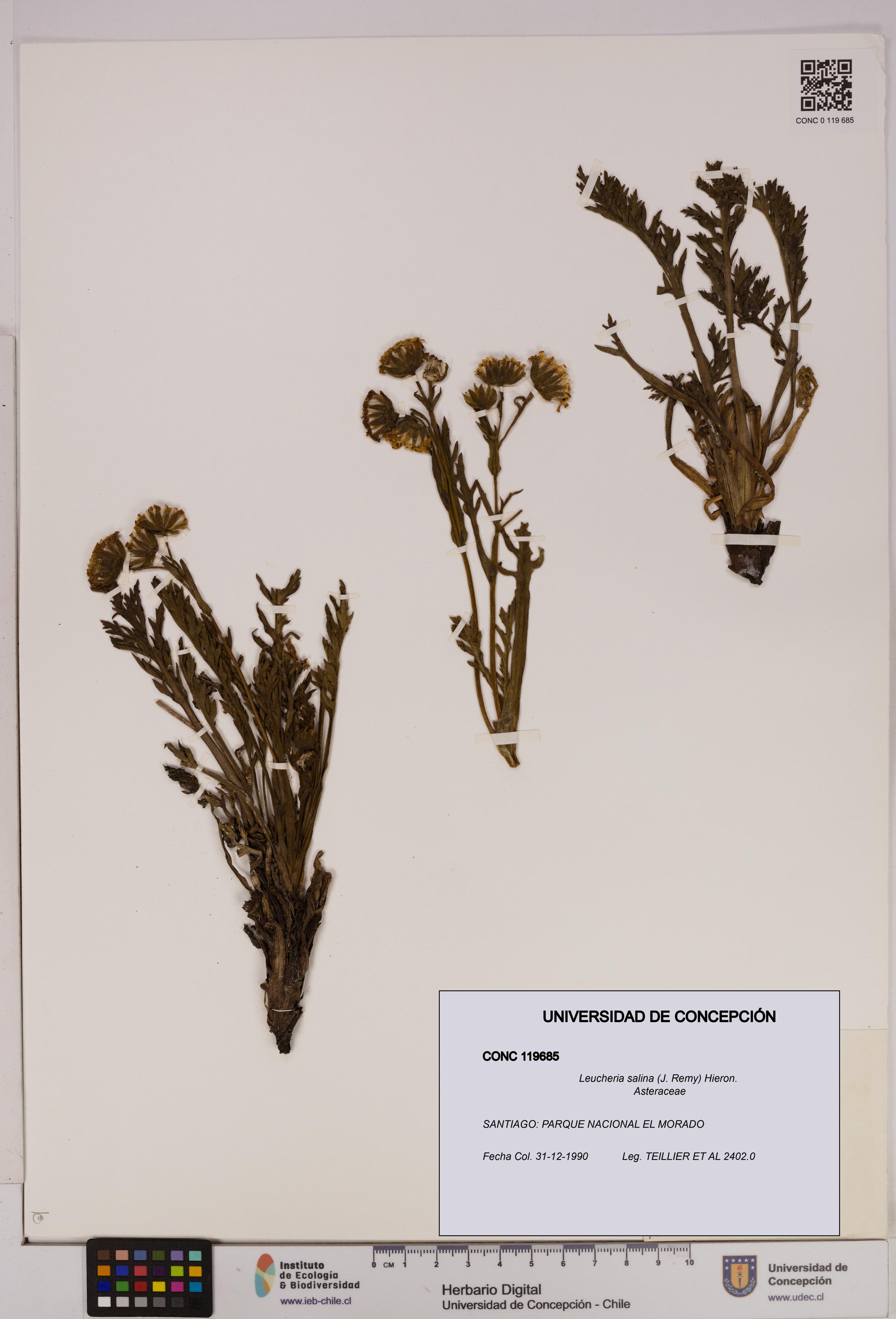 Leucheria salina [Espécimen: UDEC:CONC:0119685]