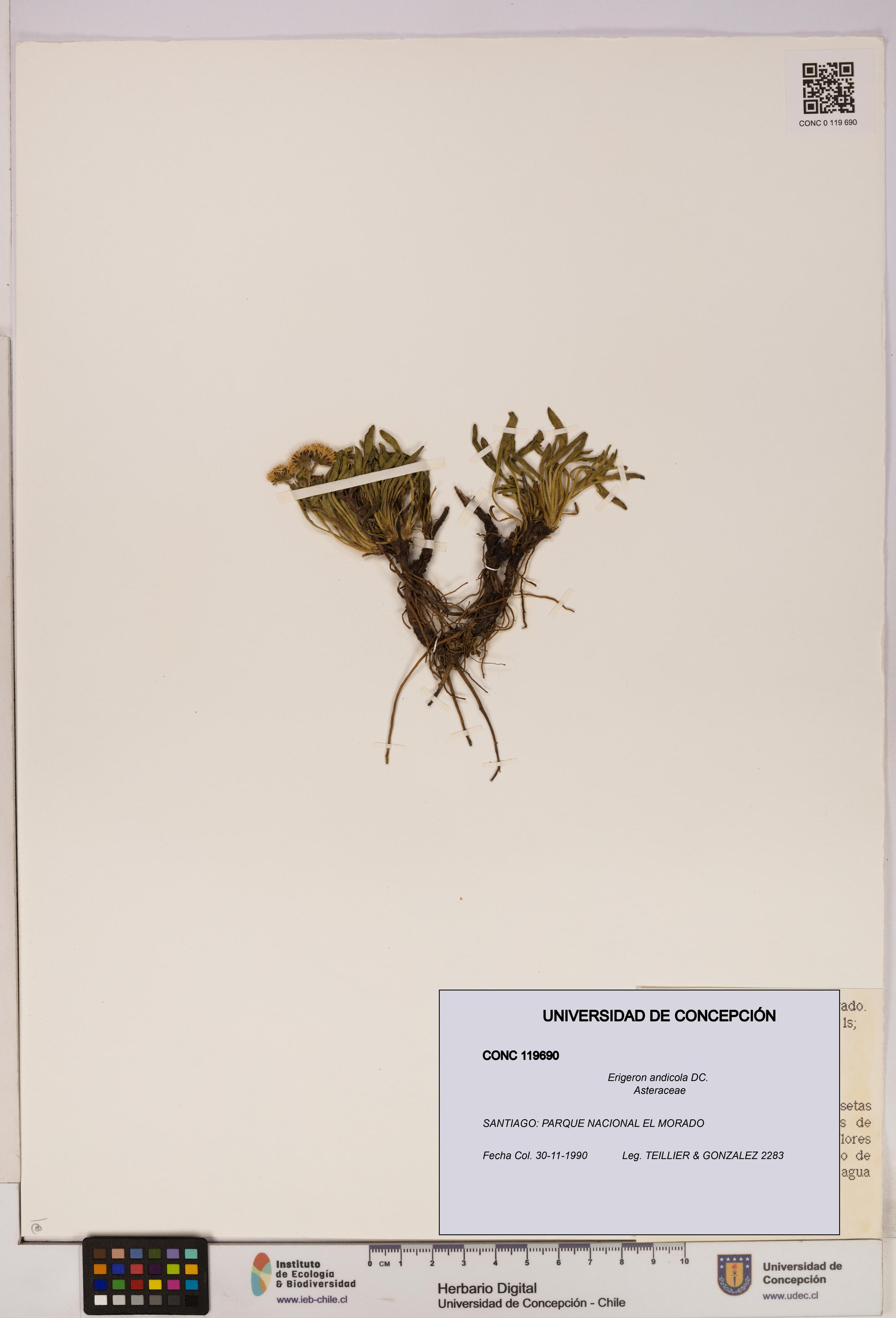 Erigeron andicola [Espécimen: UDEC:CONC:0119690]