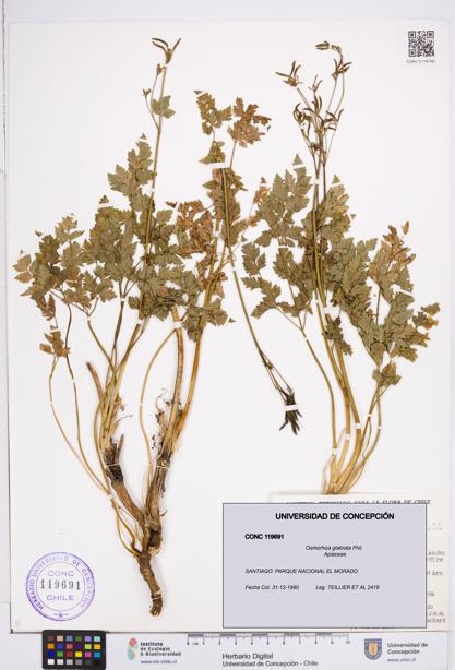 Osmorhiza glabrata [Espécimen: ]
