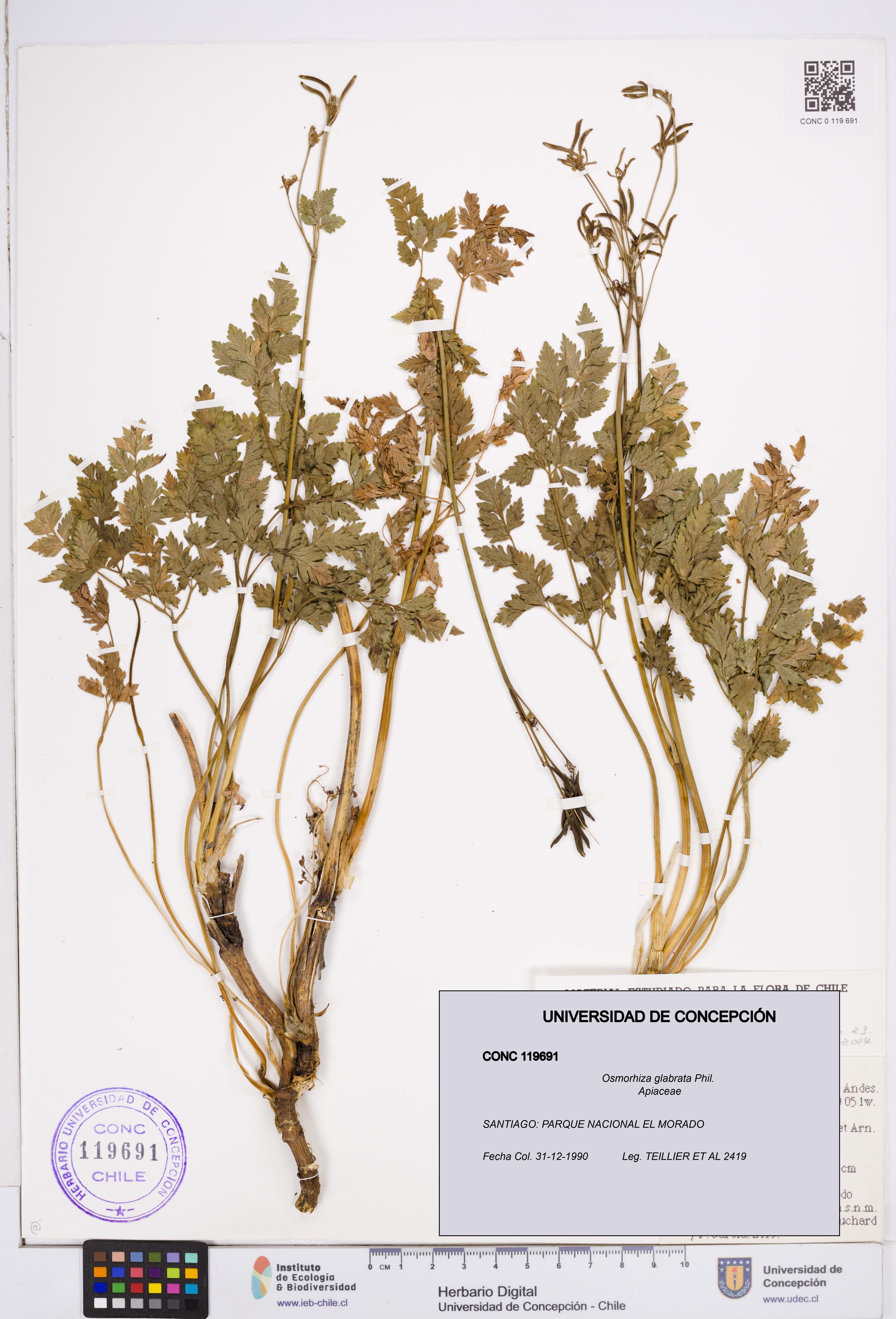 Osmorhiza glabrata [Espécimen: ]