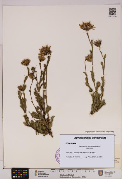 Haplopappus undulatus [Espécimen: UDEC:CONC:0119694]