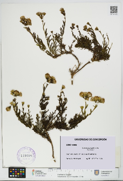 Senecio polygaloides [Espécimen: UDEC:CONC:0119698]