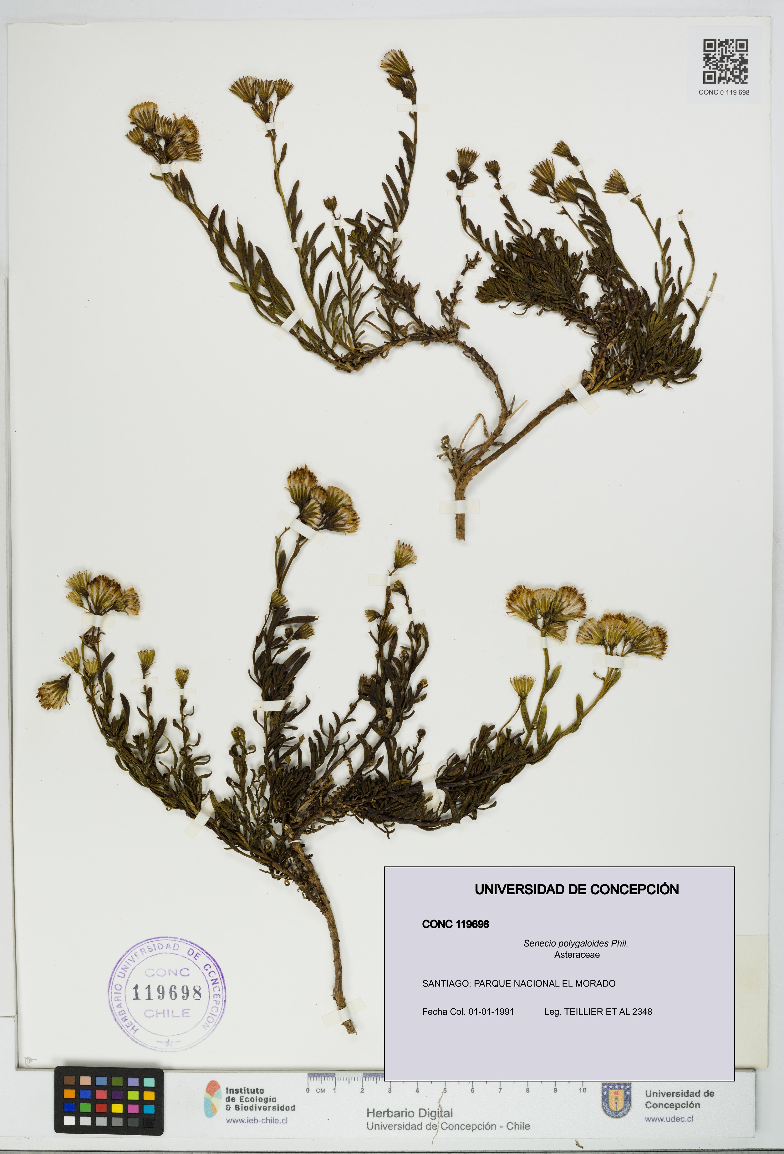 Senecio polygaloides [Espécimen: UDEC:CONC:0119698]