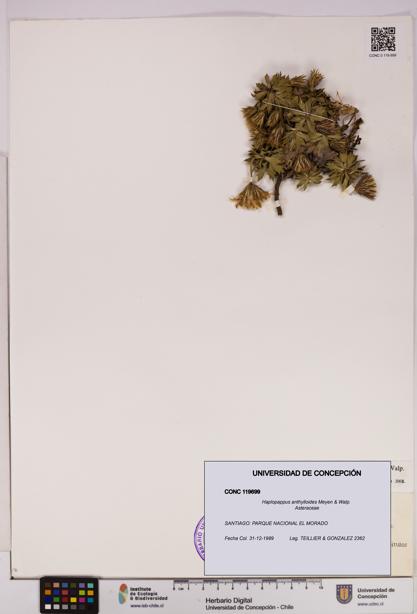 Haplopappus anthylloides [Espécimen: UDEC:CONC:0119699]