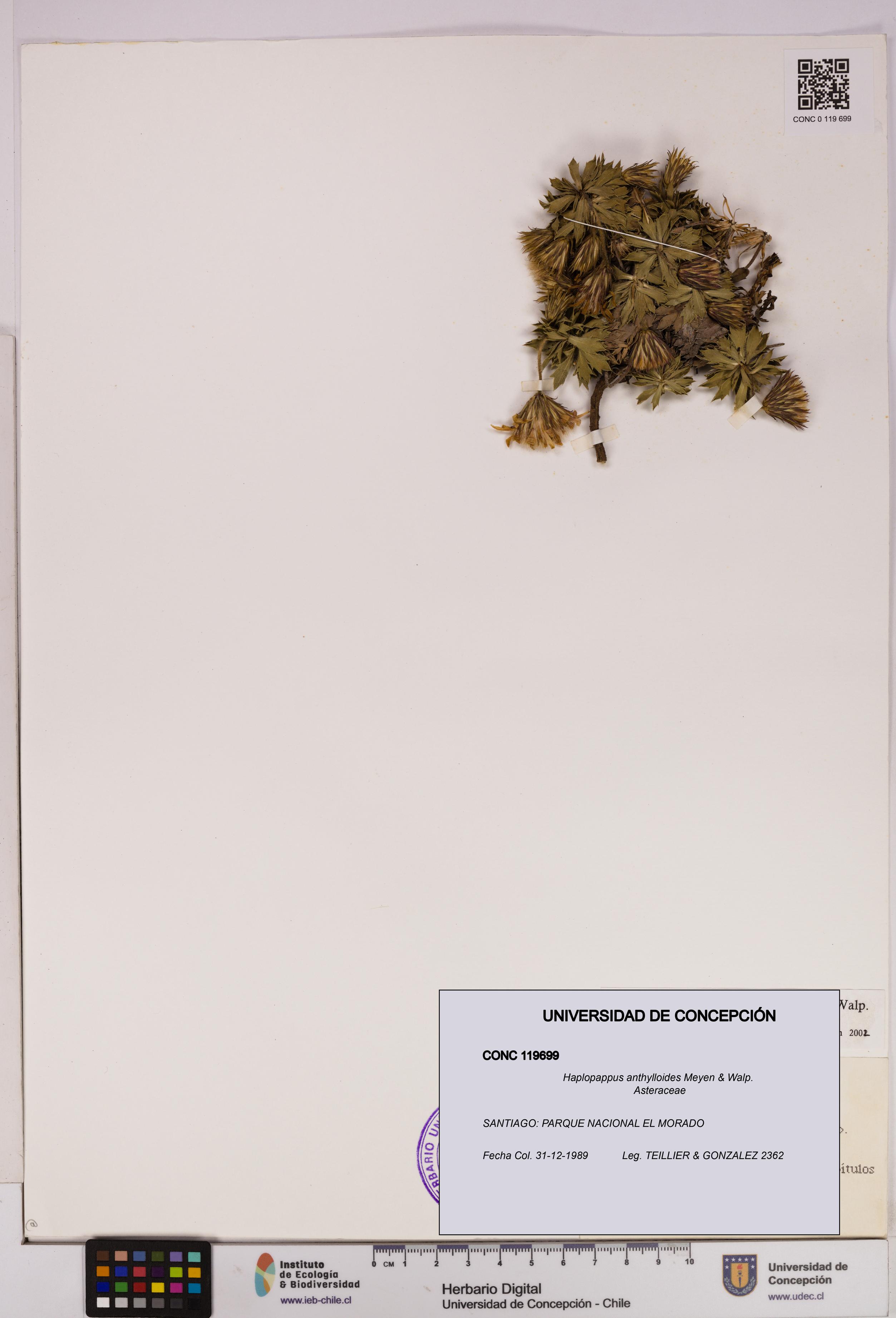 Haplopappus anthylloides [Espécimen: UDEC:CONC:0119699]