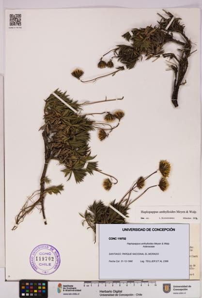 Haplopappus anthylloides [Espécimen: UDEC:CONC:0119702]