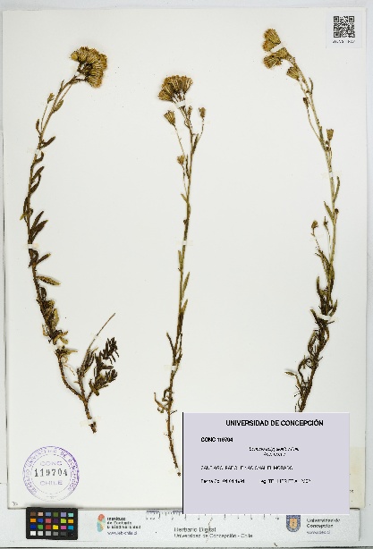 Senecio polygaloides [Espécimen: UDEC:CONC:0119704]