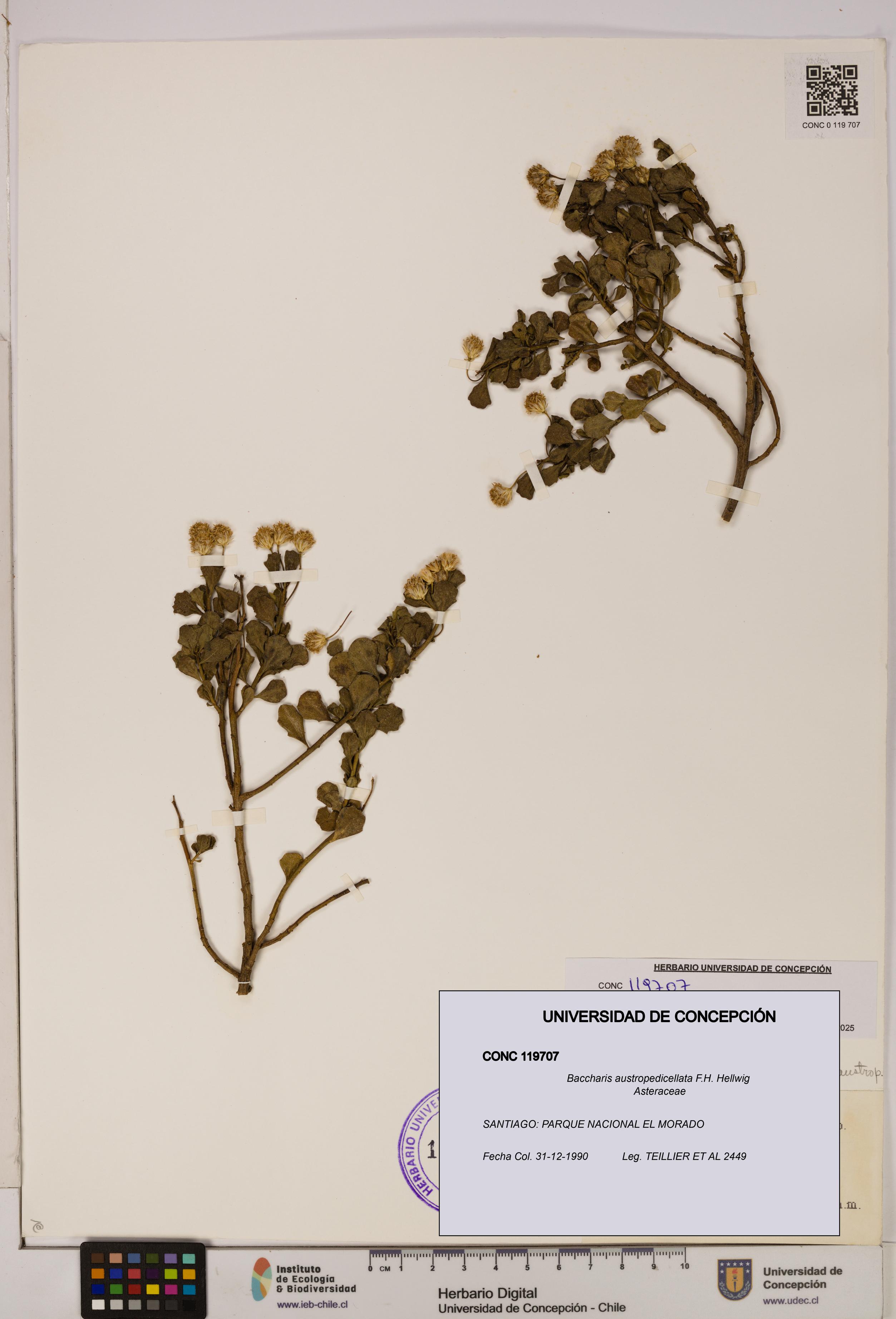 Baccharis austropedicellata [Espécimen: UDEC:CONC:0119707]