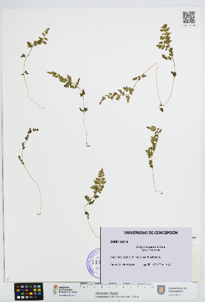 Cystopteris apiiformis [Espécimen: UDEC:CONC:0119714]