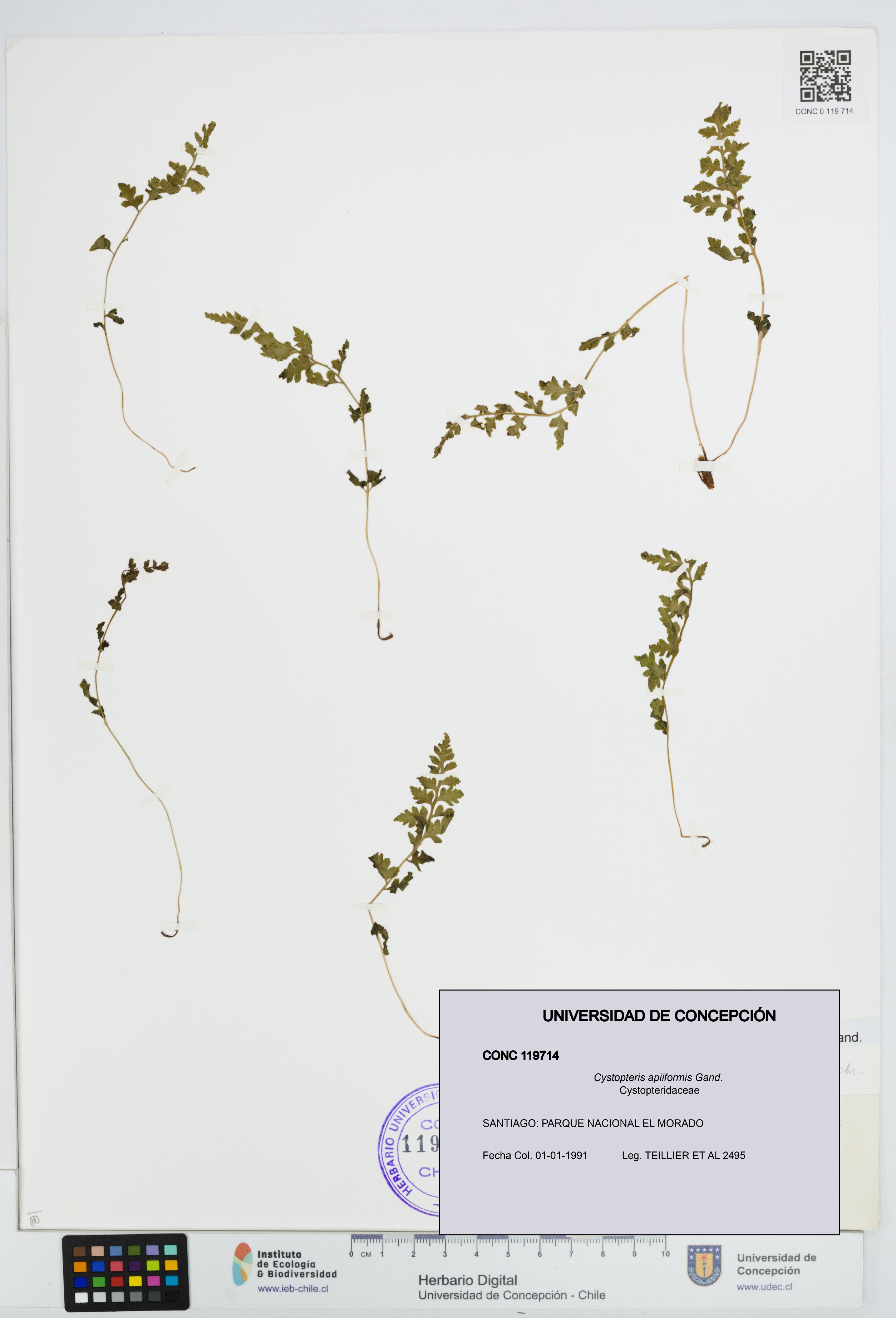 Cystopteris apiiformis [Espécimen: UDEC:CONC:0119714]