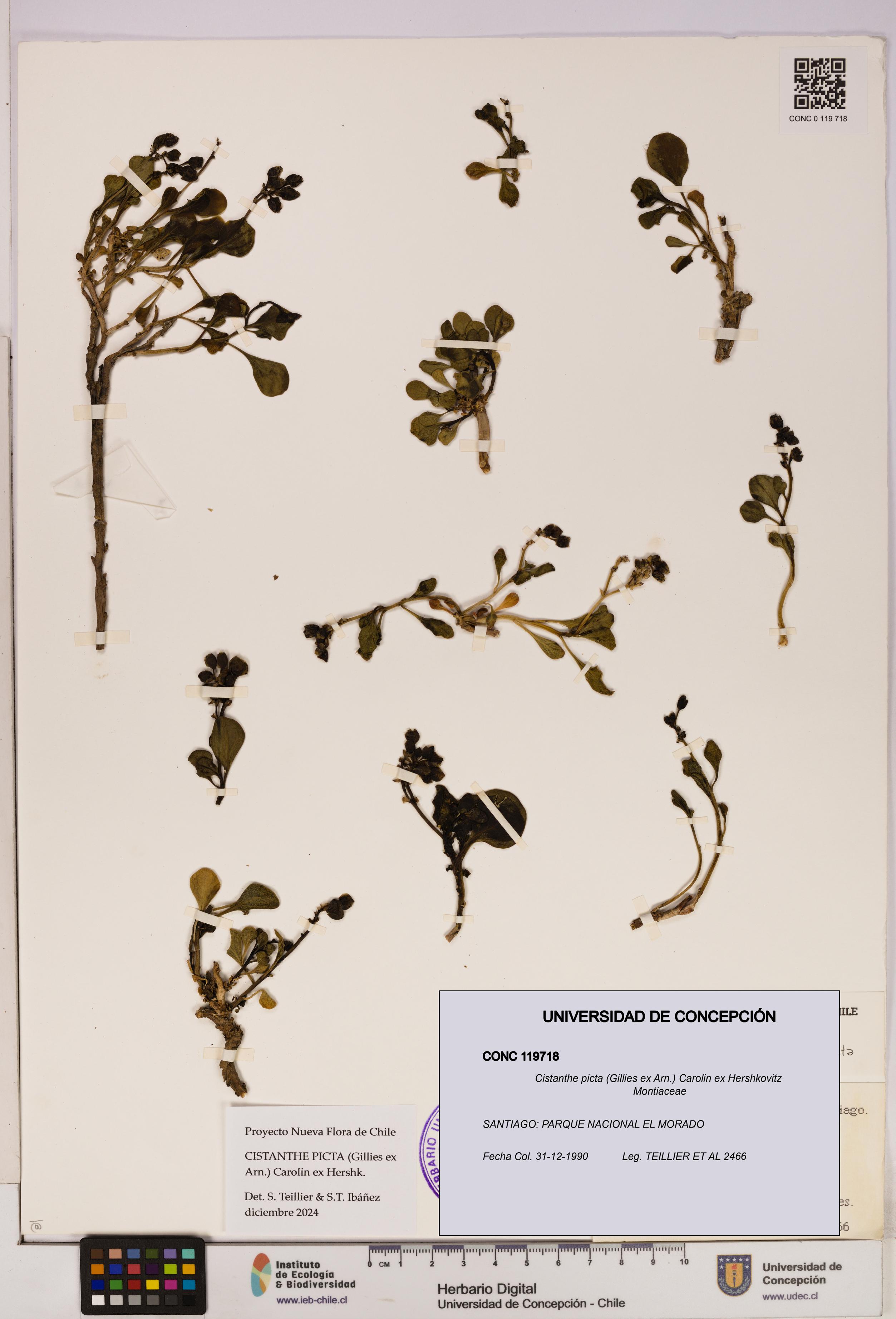 Cistanthe picta [Espécimen: UDEC:CONC:0119718]