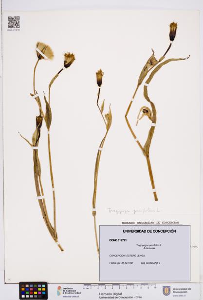 Tragopogon porrifolius [Espécimen: ]