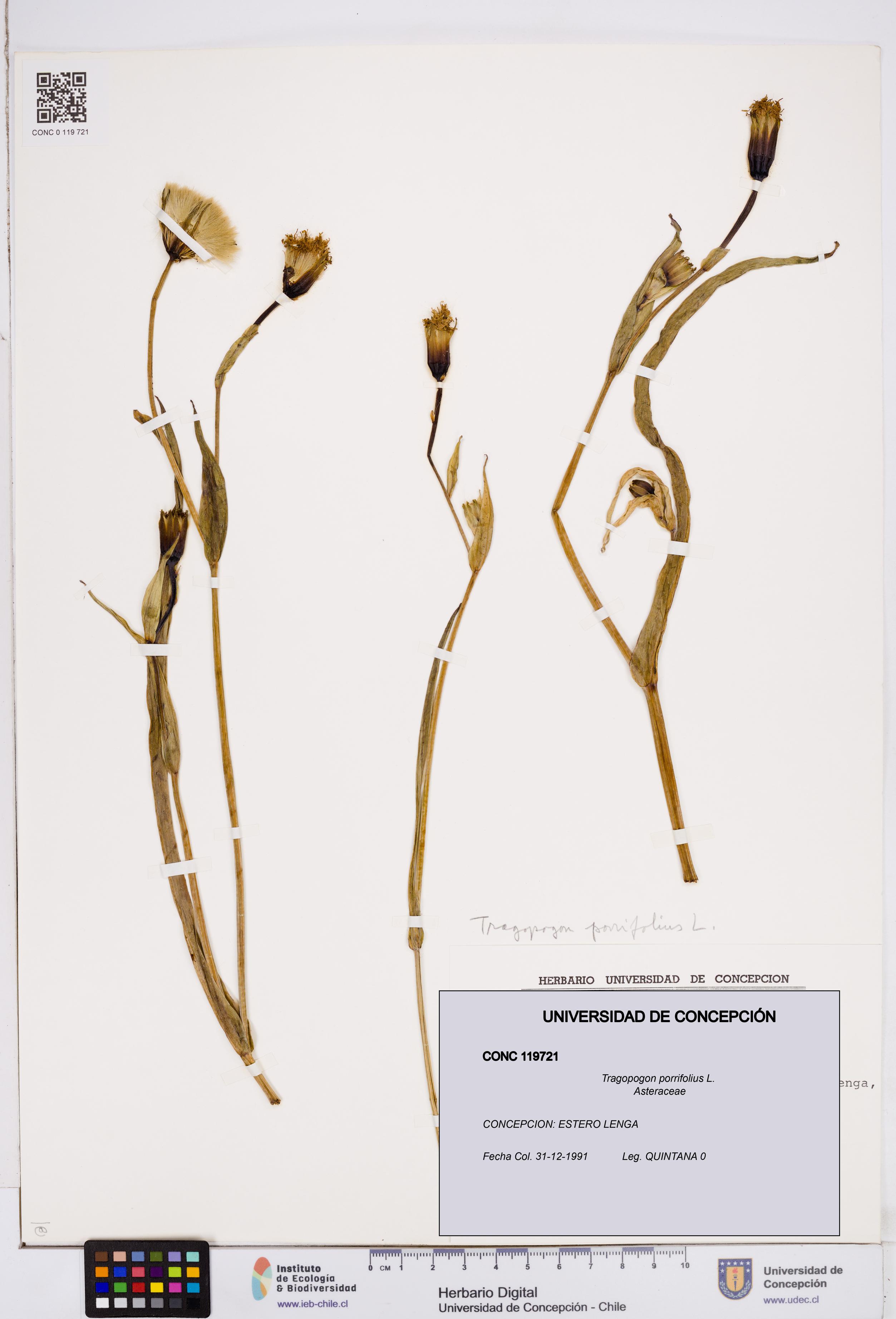 Tragopogon porrifolius [Espécimen: ]