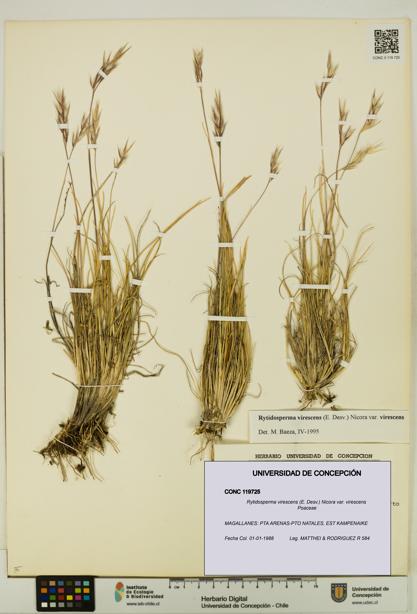 Rytidosperma virescens var. virescens [Espécimen: UDEC:CONC:0119725]