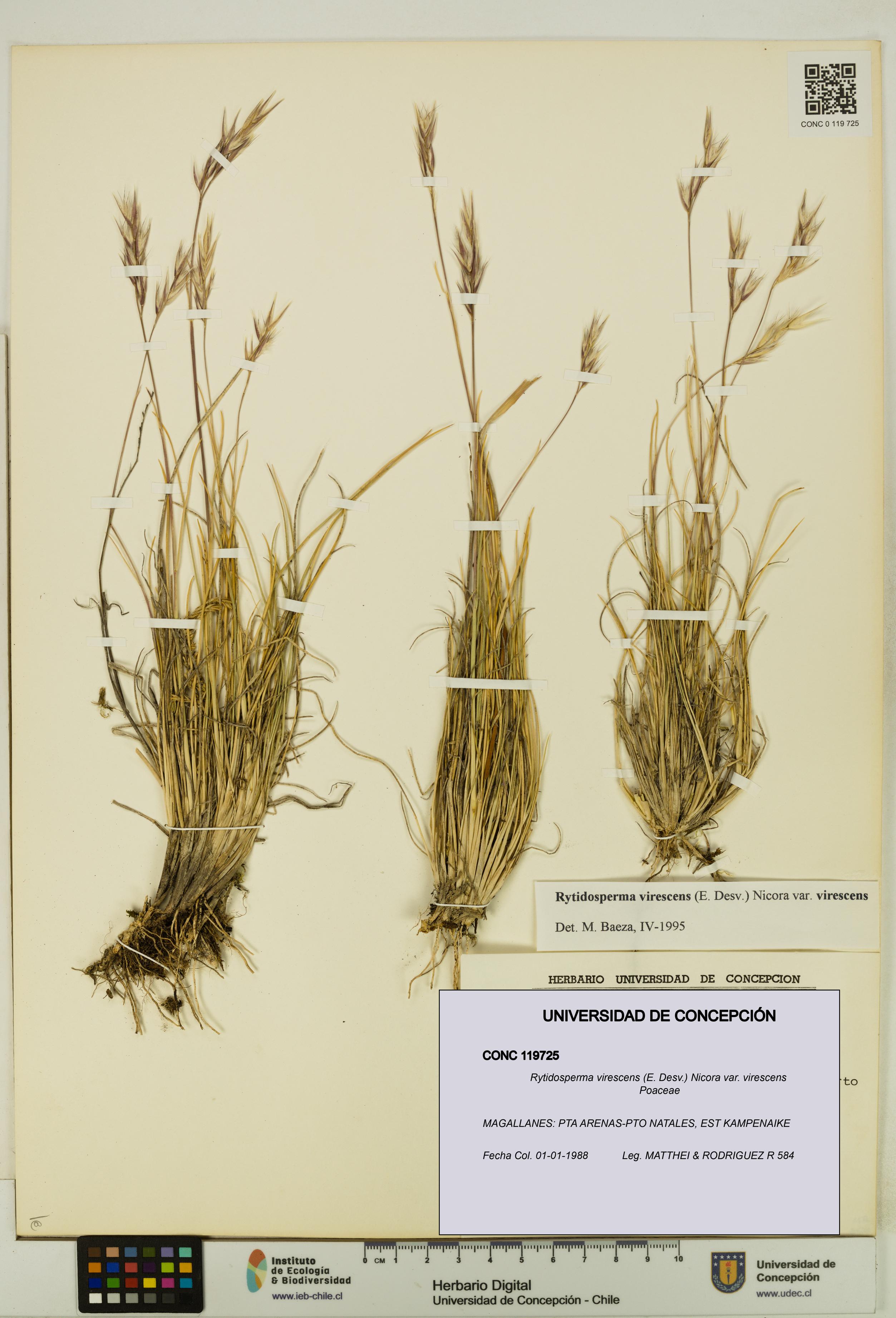 Rytidosperma virescens var. virescens [Espécimen: UDEC:CONC:0119725]