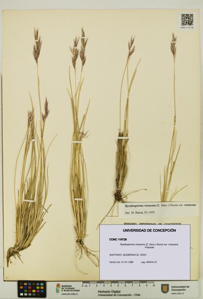 Rytidosperma virescens var. virescens [Espécimen: UDEC:CONC:0119729]
