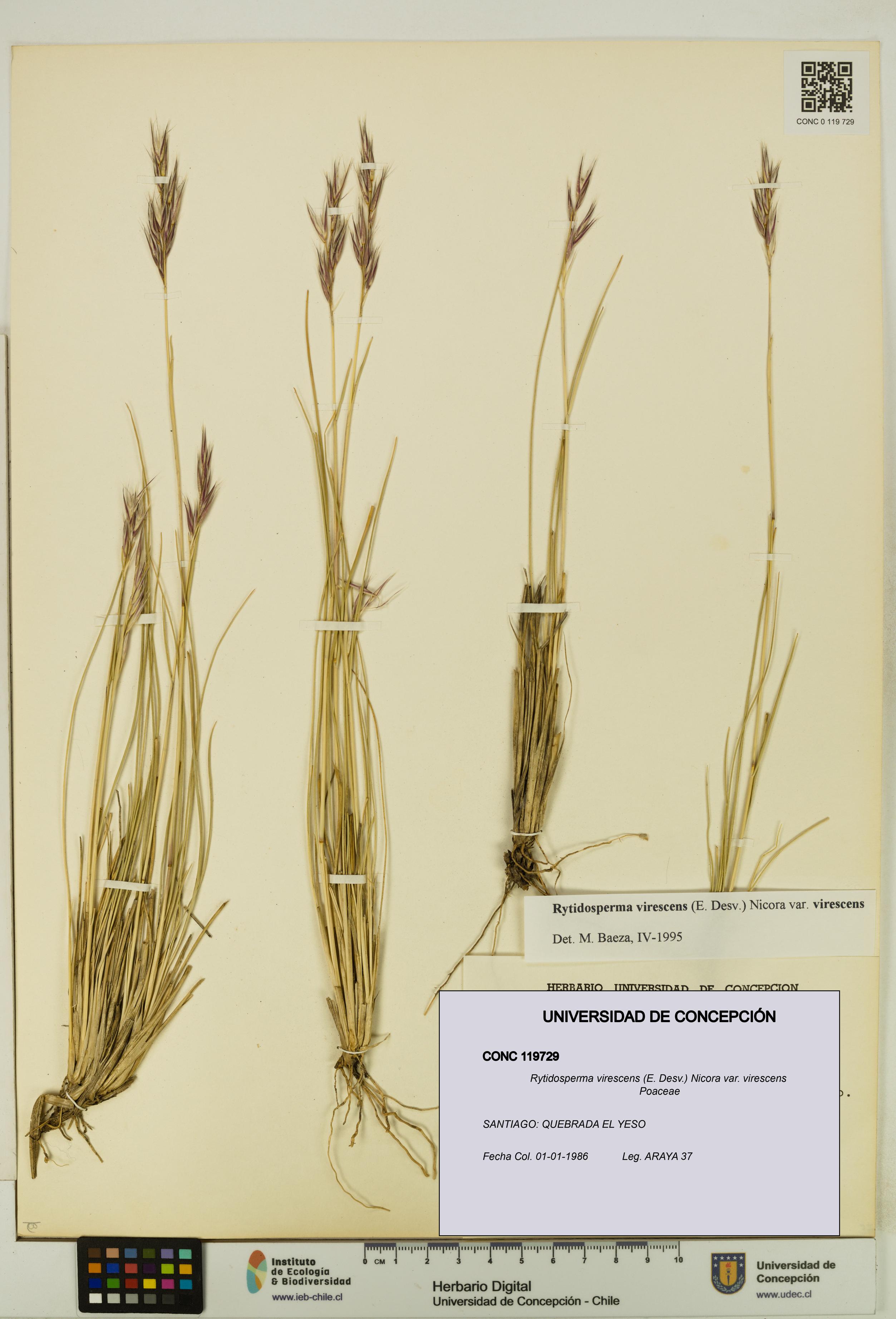 Rytidosperma virescens var. virescens [Espécimen: UDEC:CONC:0119729]