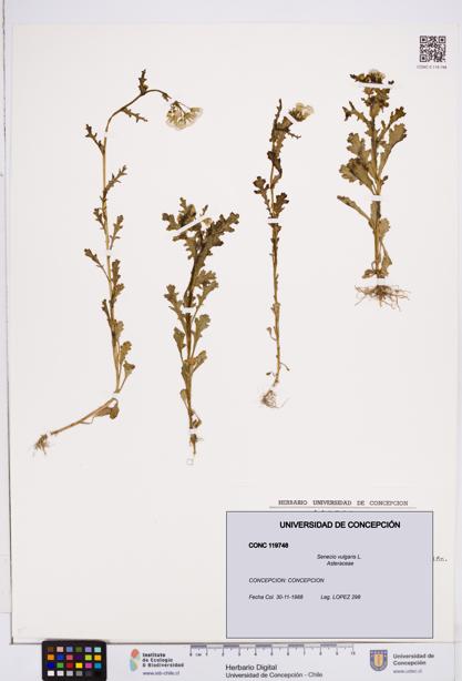 Senecio vulgaris [Espécimen: ]