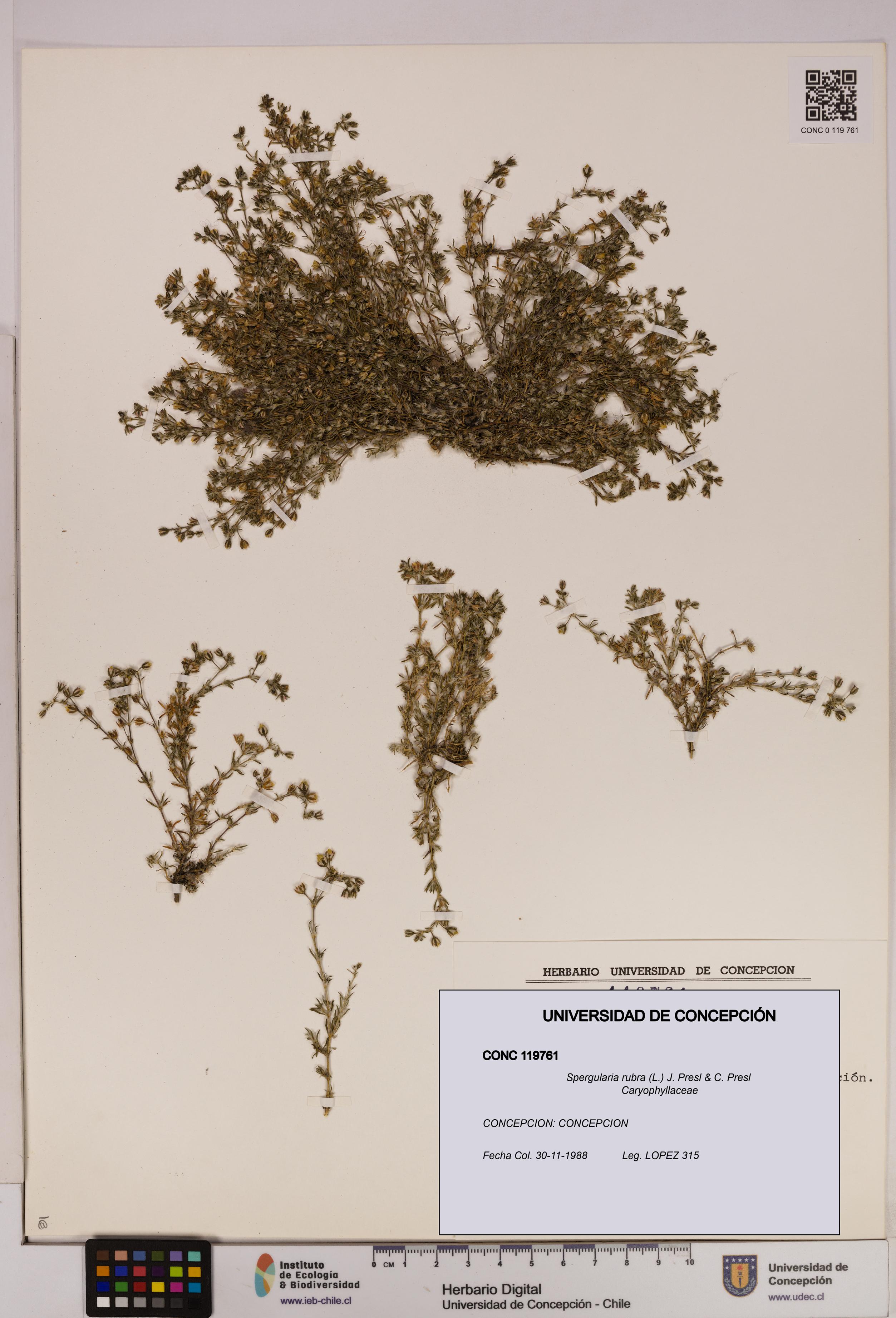 Spergularia rubra [Espécimen: UDEC:CONC:0119761]