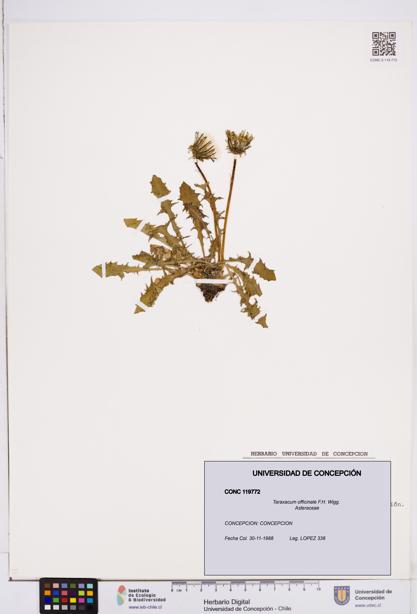 Taraxacum officinale [Espécimen: ]