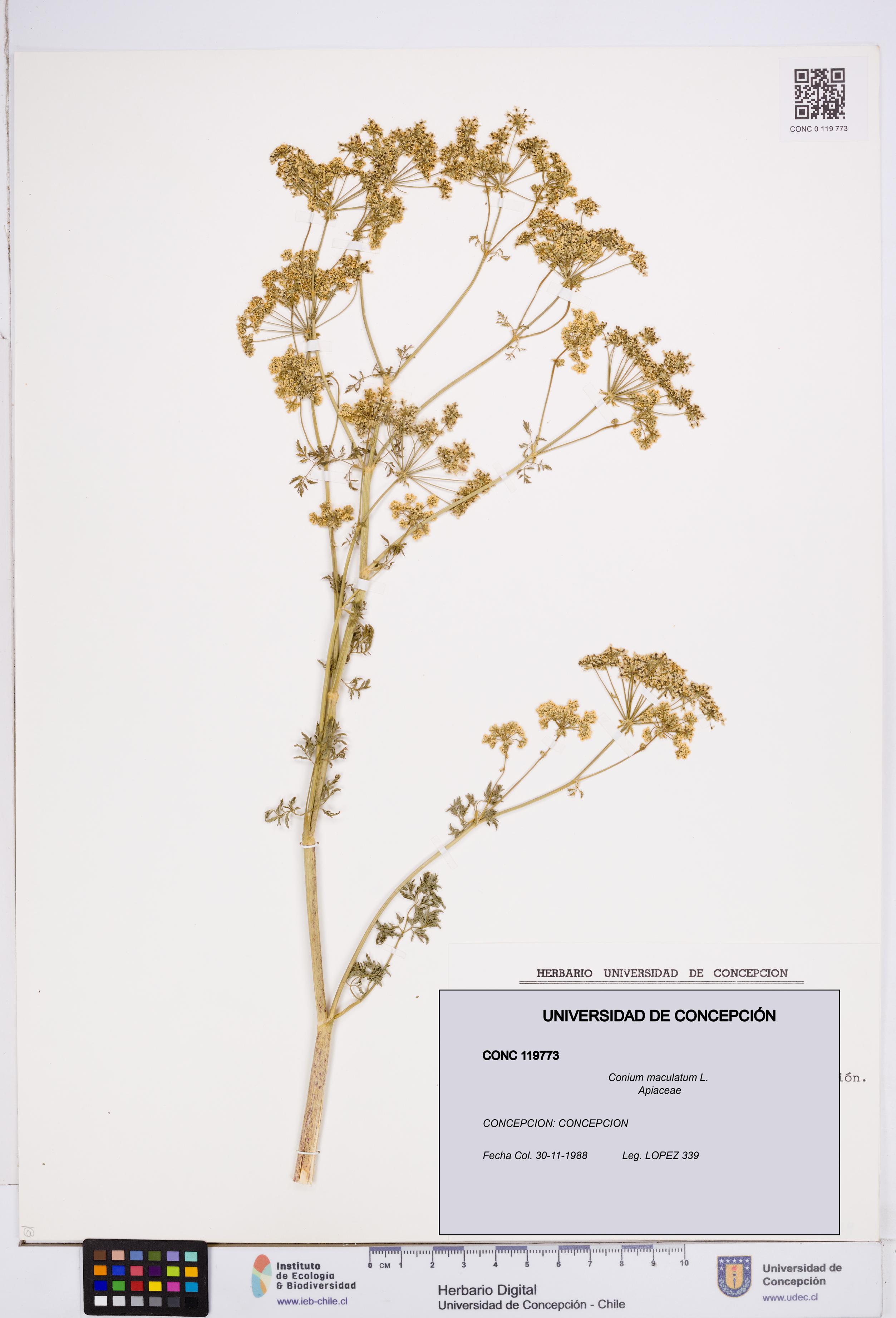 Conium maculatum [Espécimen: ]