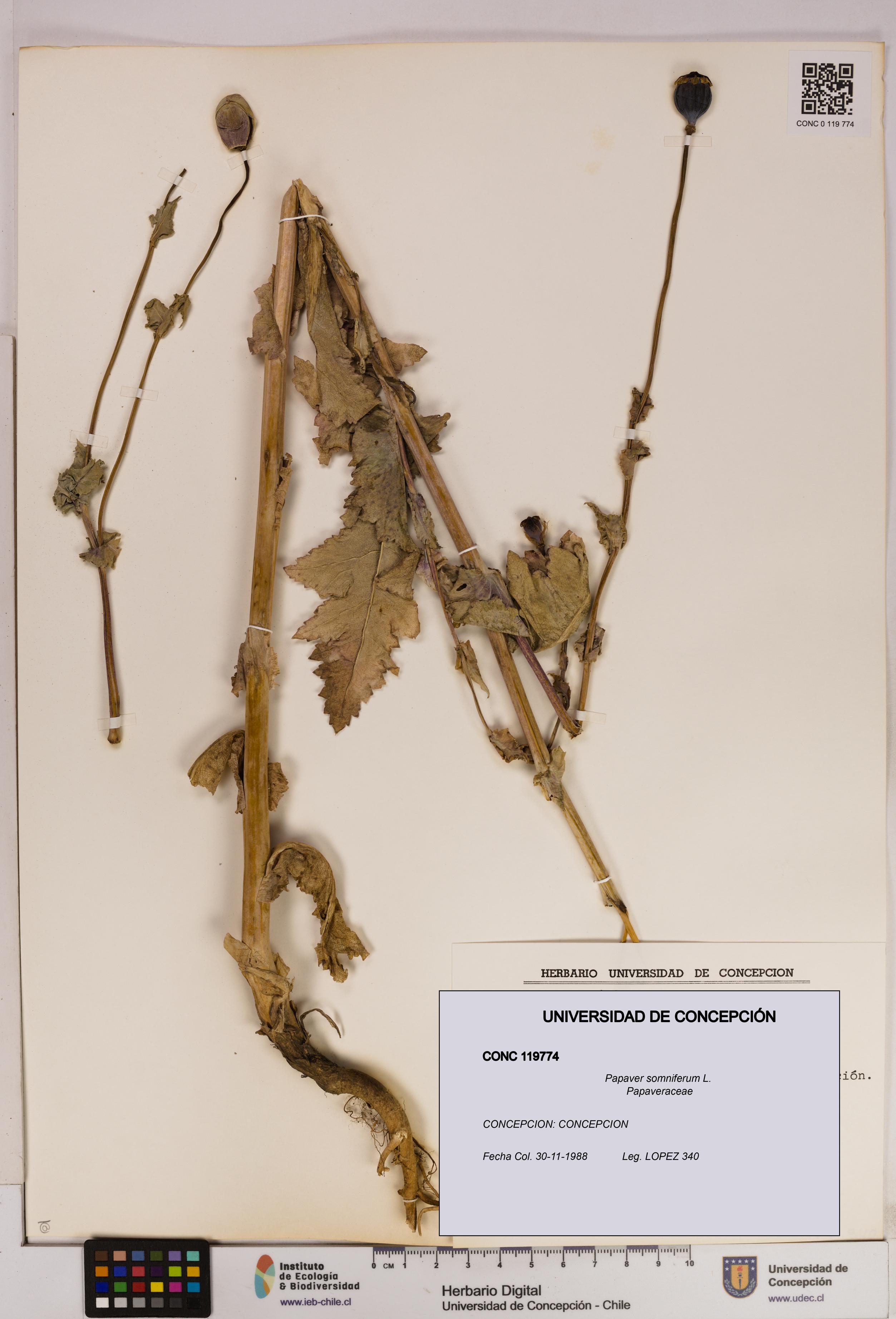 Papaver somniferum [Espécimen: UDEC:CONC:0119774]
