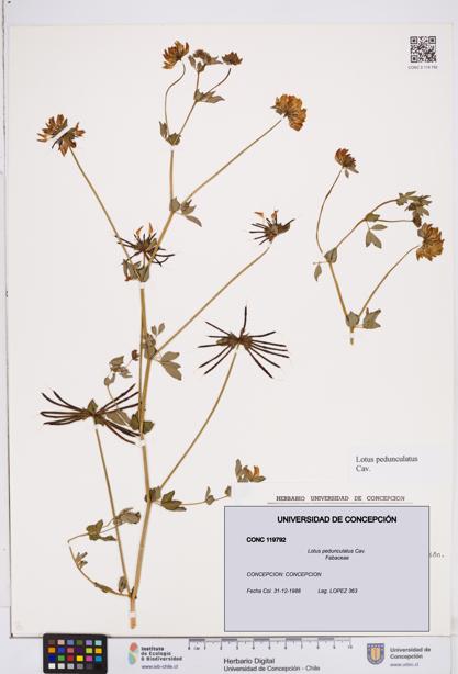 Lotus pedunculatus [Espécimen: ]