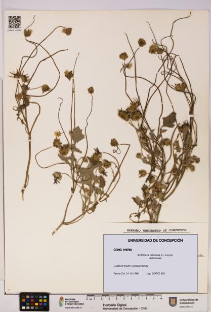 Arctotheca calendula [Espécimen: UDEC:CONC:0119793]