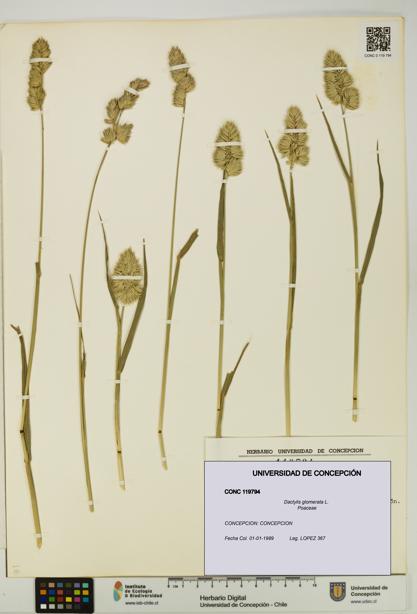 Dactylis glomerata [Espécimen: UDEC:CONC:0119794]