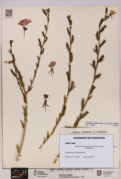 Oenothera stricta subsp. stricta [Espécimen: UDEC:CONC:0119797]