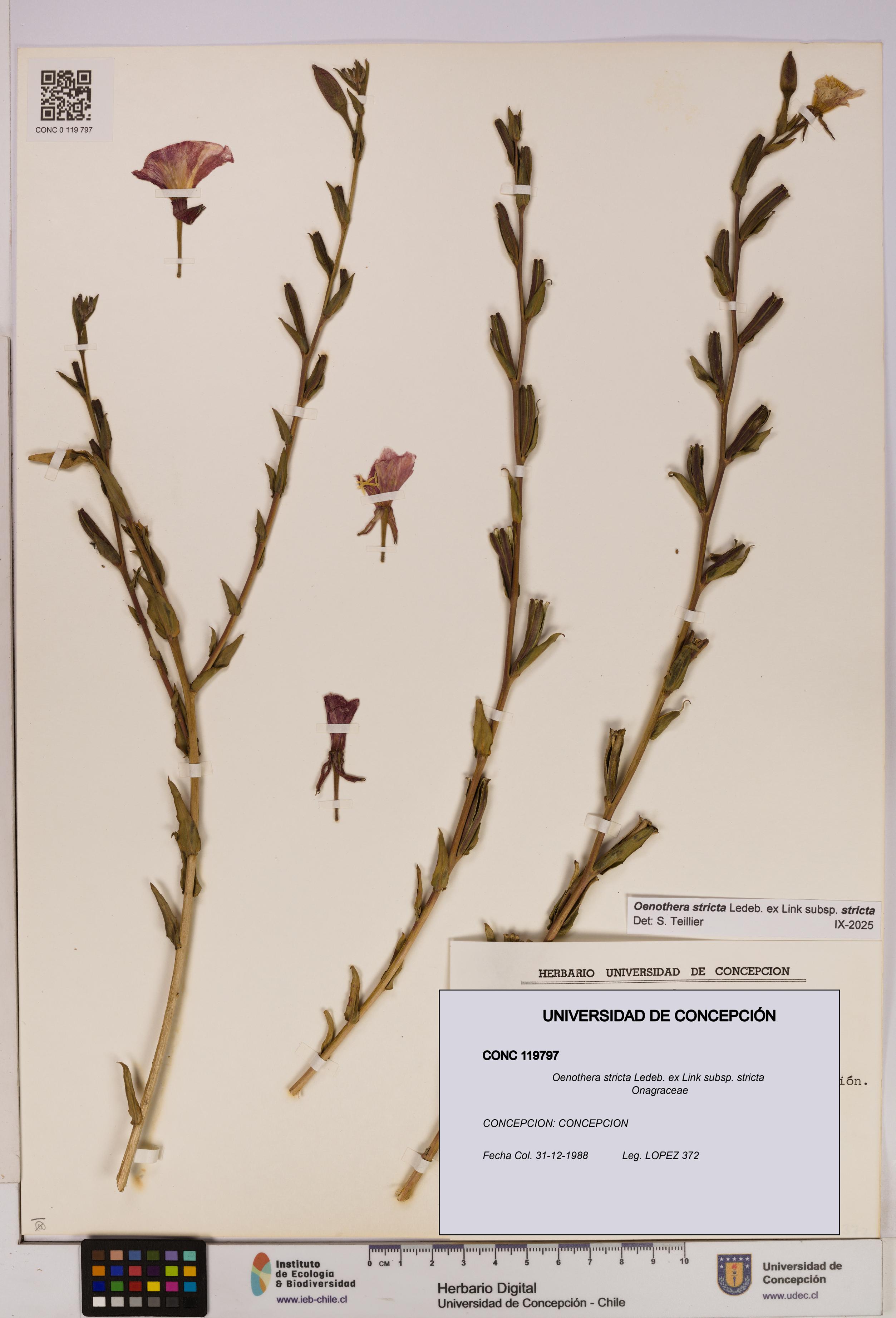 Oenothera stricta subsp. stricta [Espécimen: UDEC:CONC:0119797]