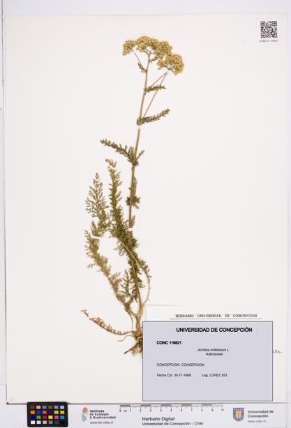 Achillea millefolium [Espécimen: ]