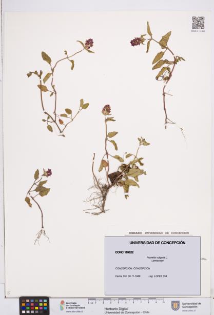 Prunella vulgaris [Espécimen: ]