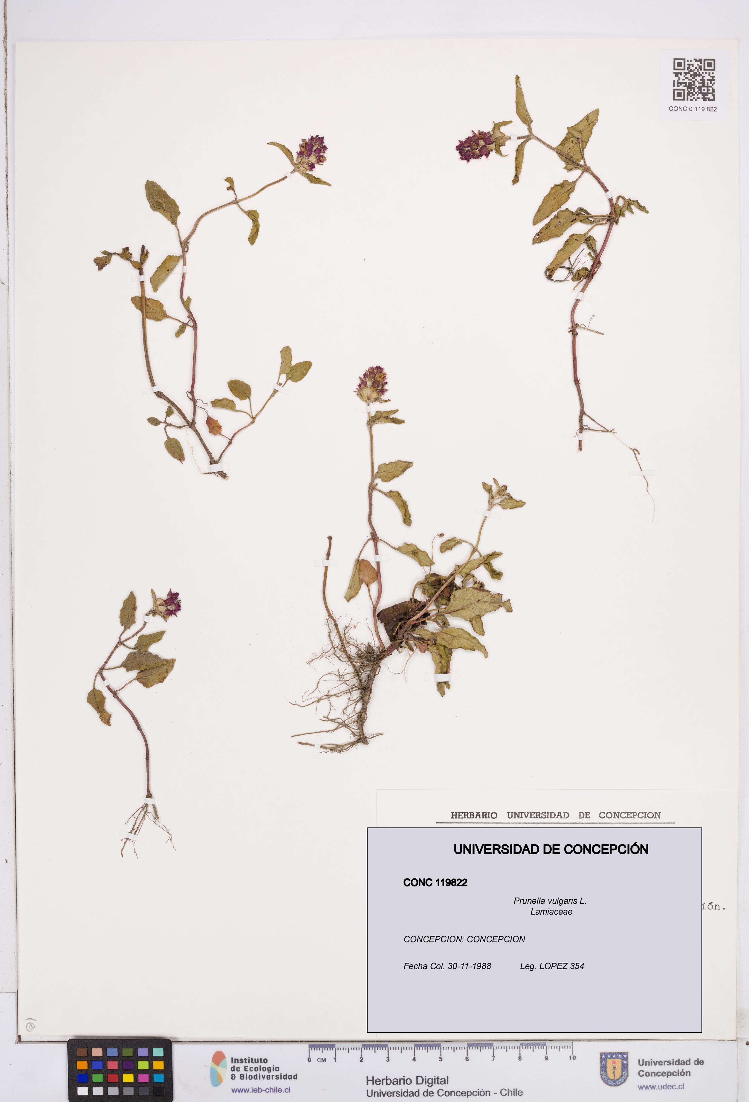 Prunella vulgaris [Espécimen: ]