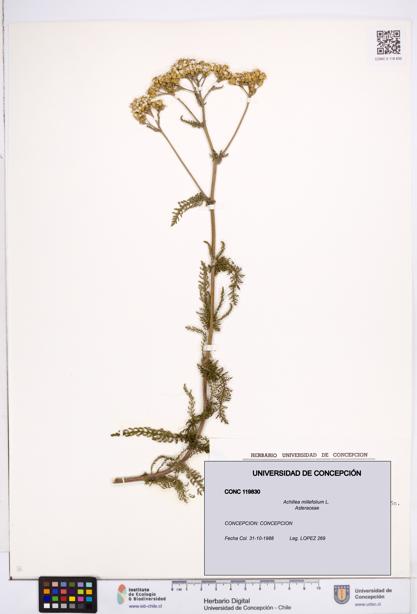Achillea millefolium [Espécimen: ]