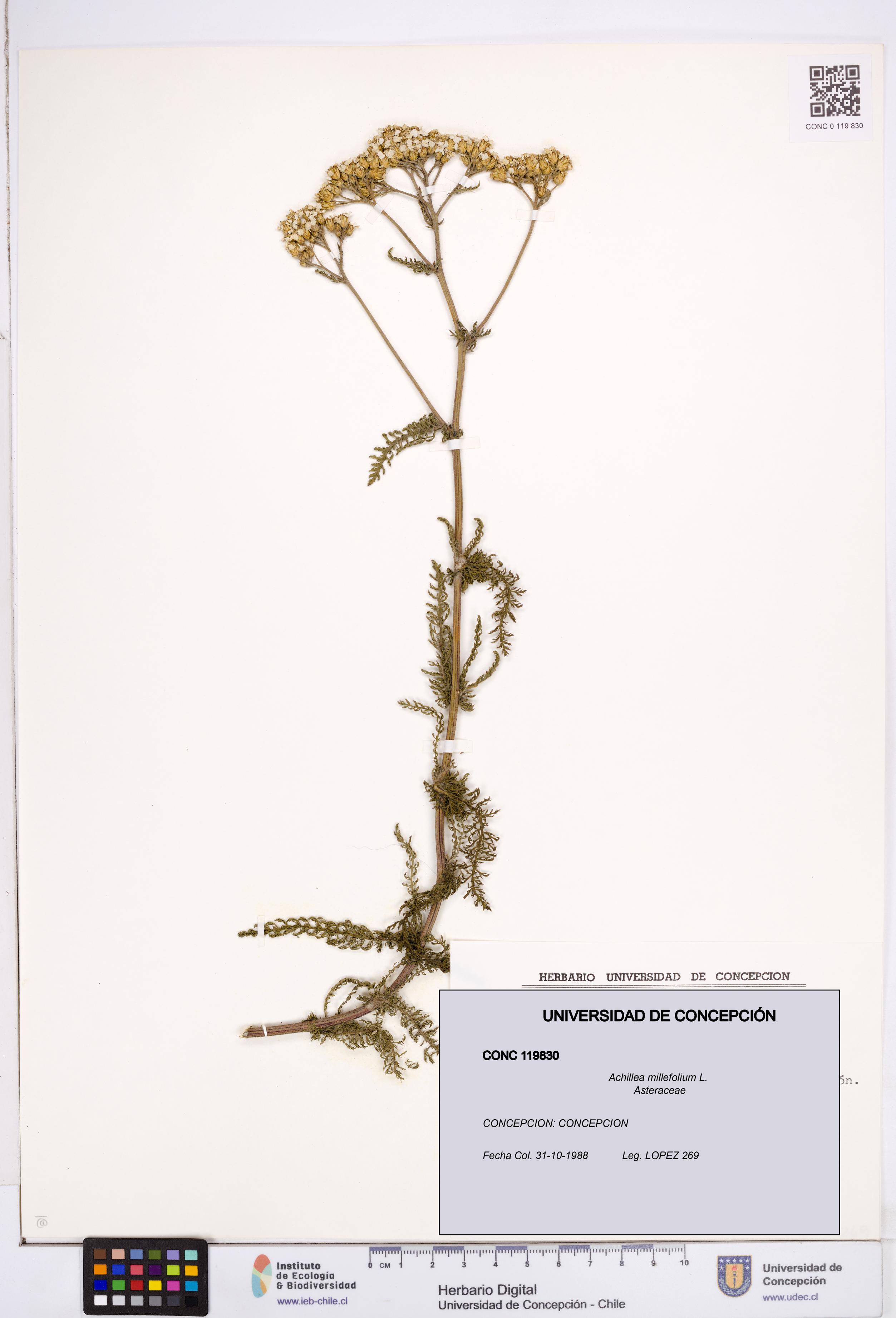 Achillea millefolium [Espécimen: ]