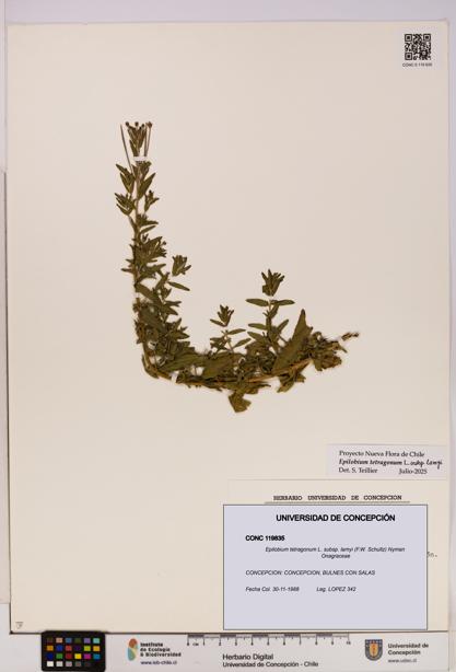 Epilobium tetragonum [Espécimen: UDEC:CONC:0119835]