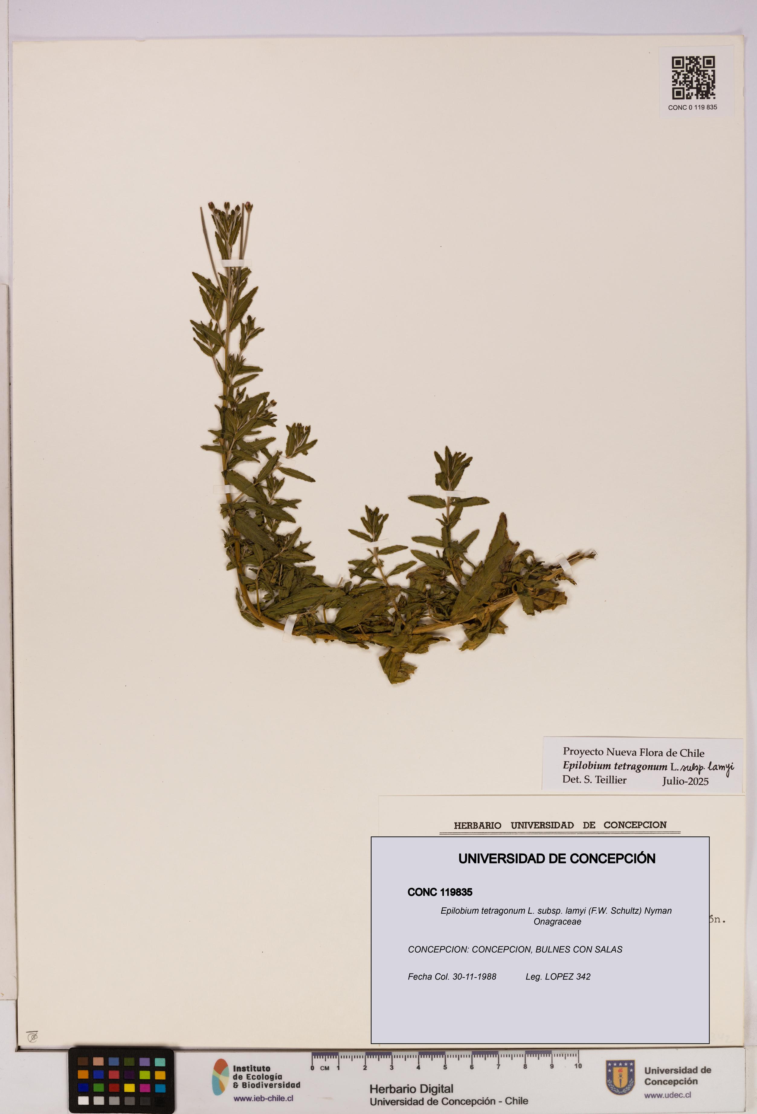 Epilobium tetragonum [Espécimen: UDEC:CONC:0119835]
